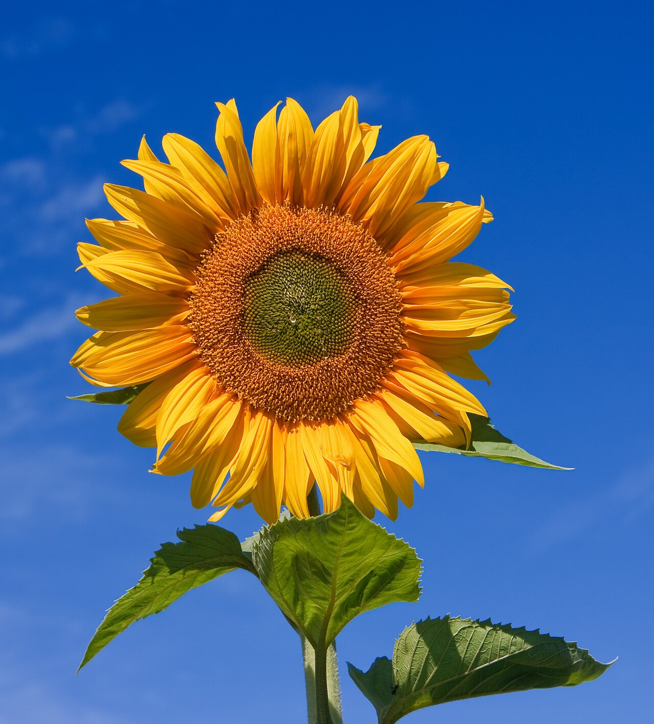 How Sunflowers Traveled from Ancient America to Europe's Gardens